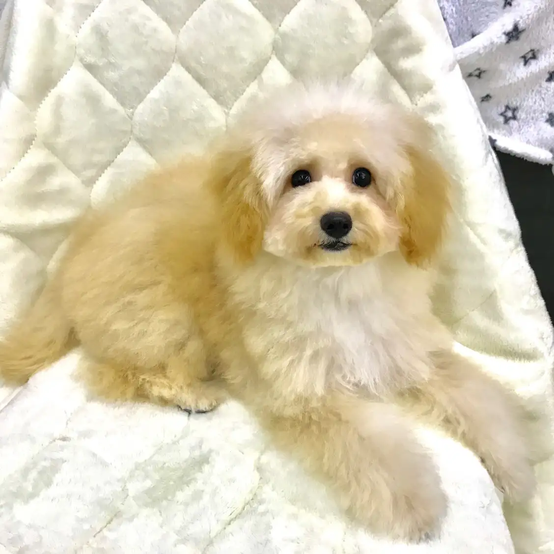 トイ・プードル