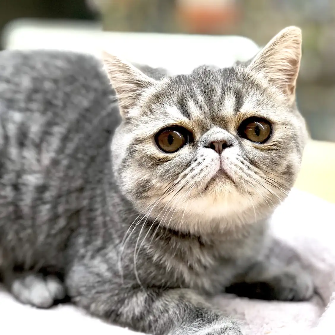 エキゾチックショートヘア