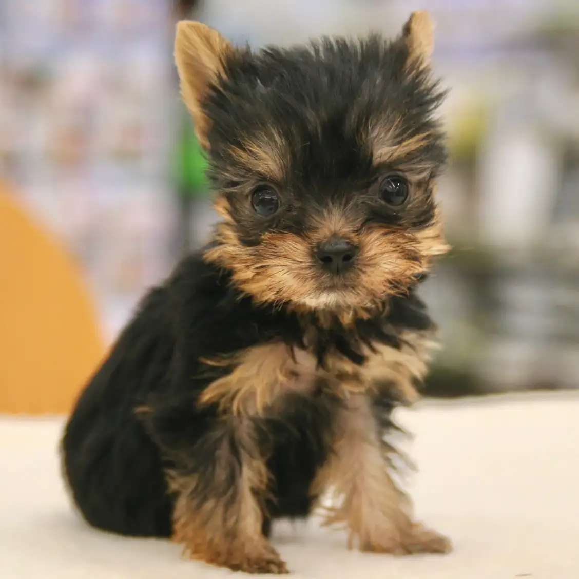 ヨークシャーテリア