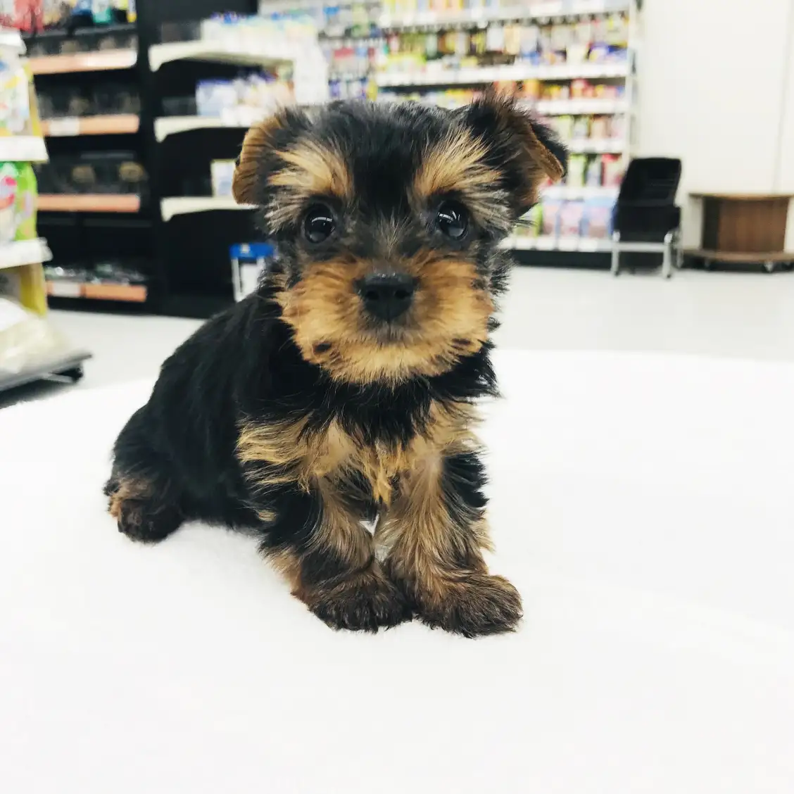 ヨークシャーテリア