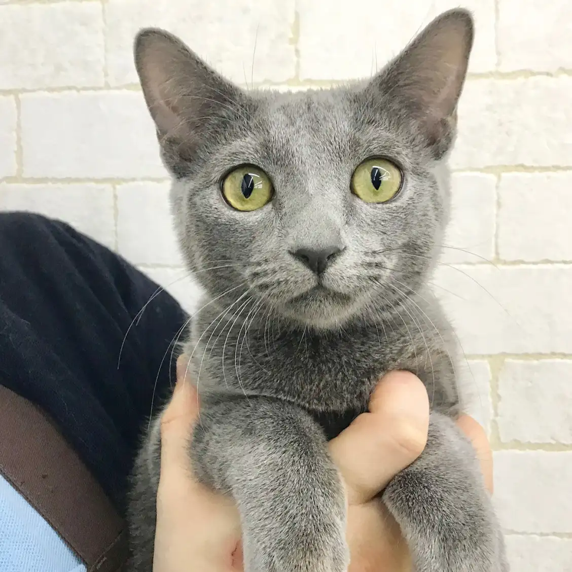 ロシアンブルー