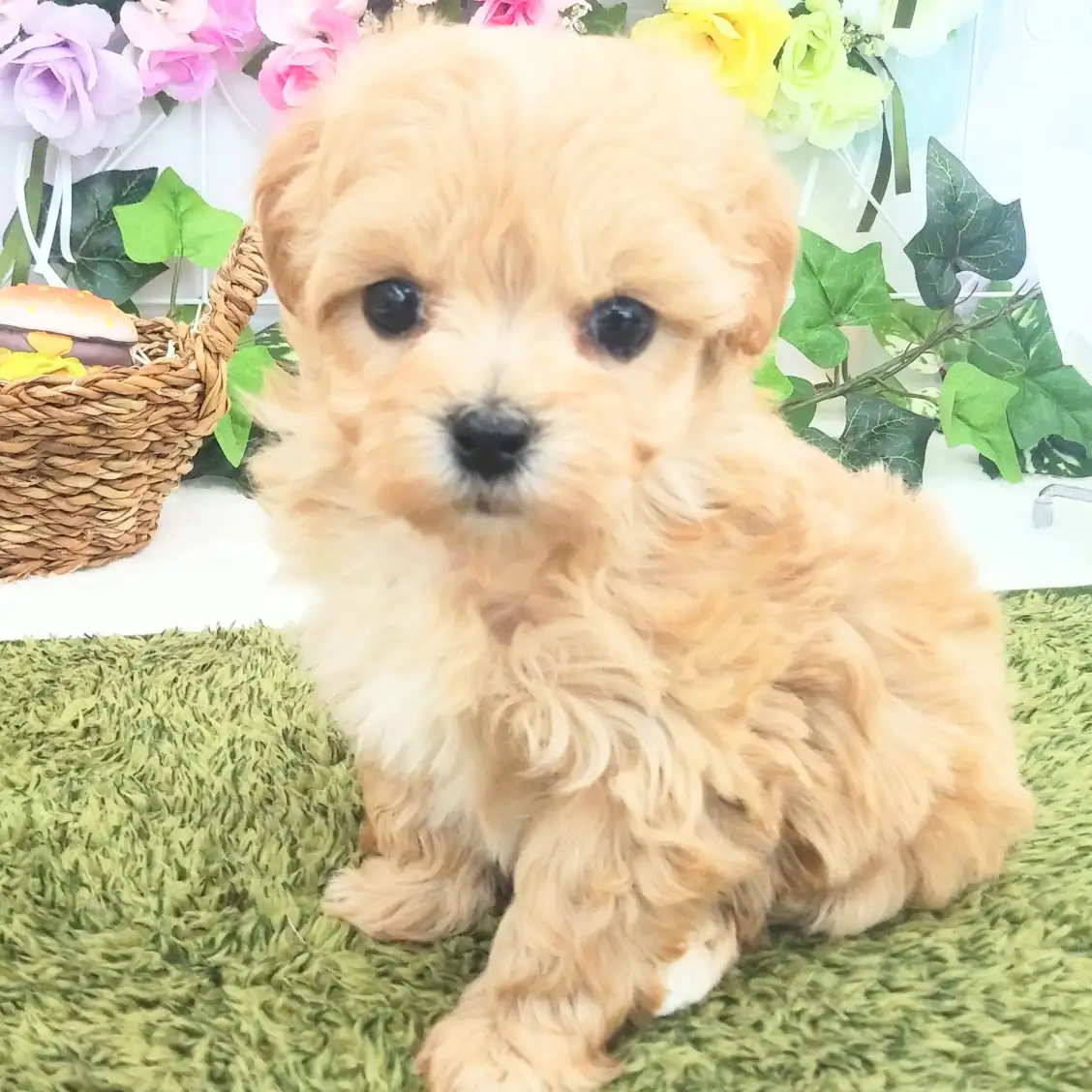 MIX（トイプードル×マルチーズ）