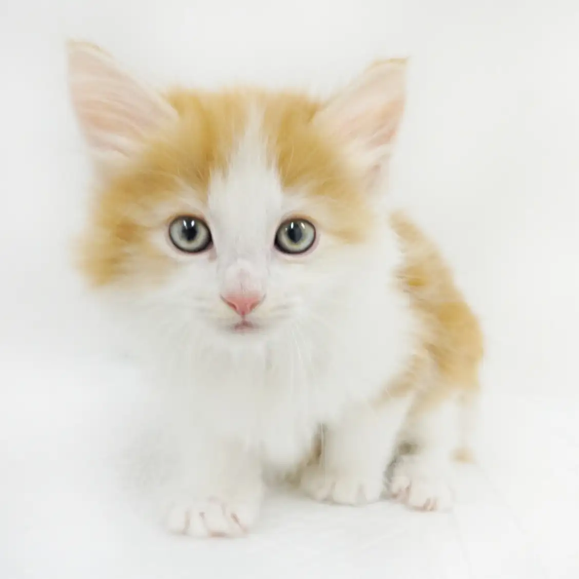 ノルウェージャンフォレストキャット