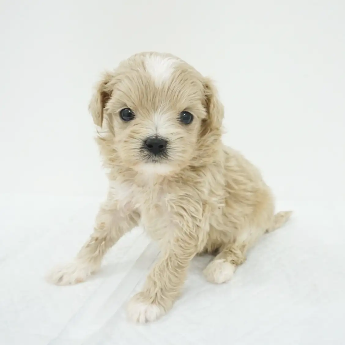 MIX（トイプードル×マルチーズ）