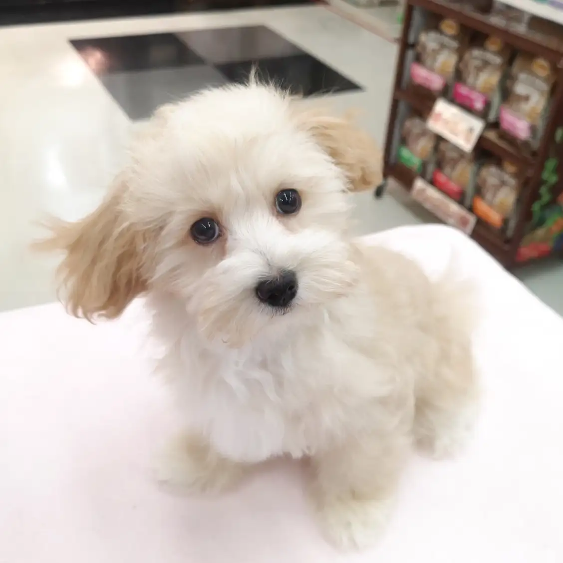 MIX(マルチーズ×トイプードル)