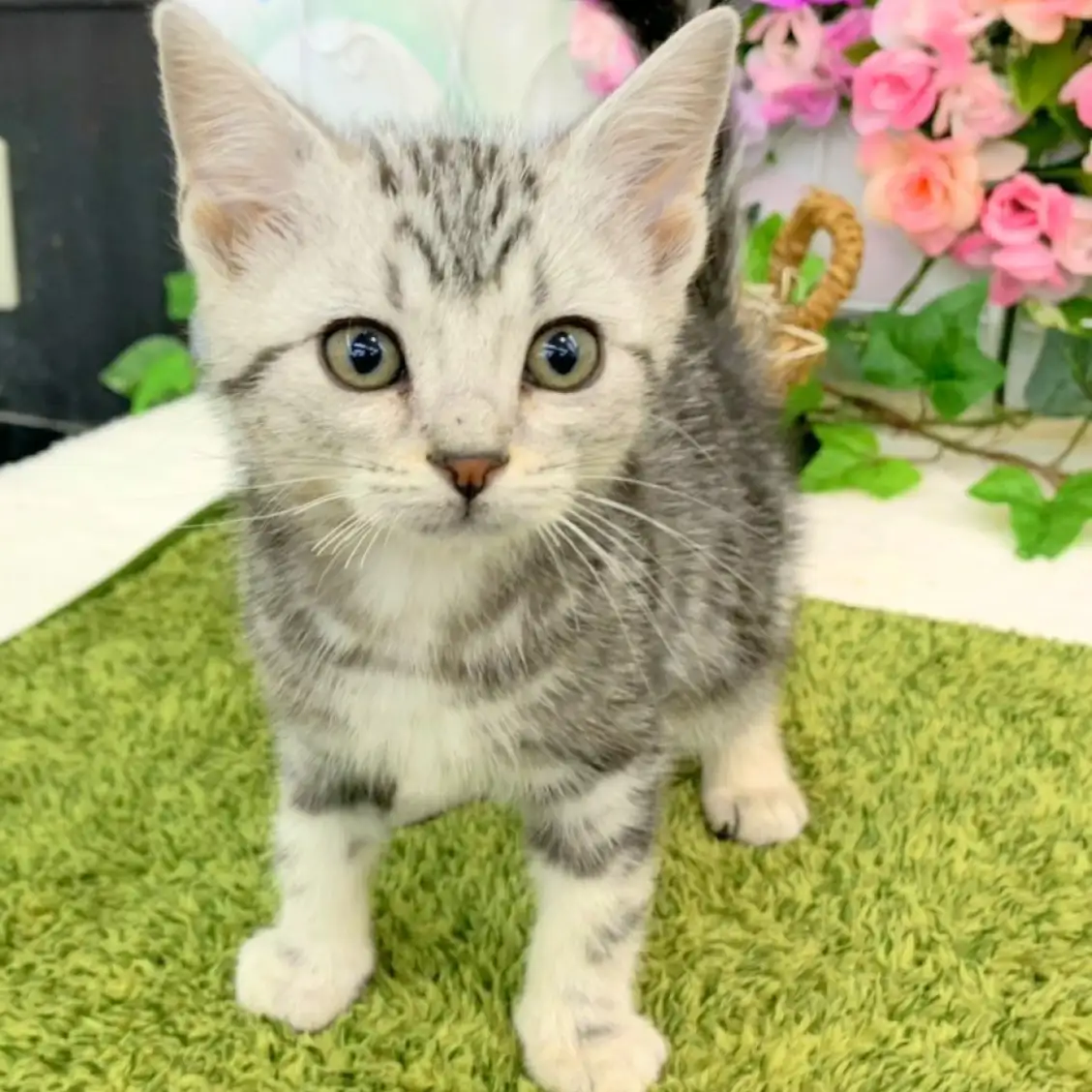 アメリカンショートヘア