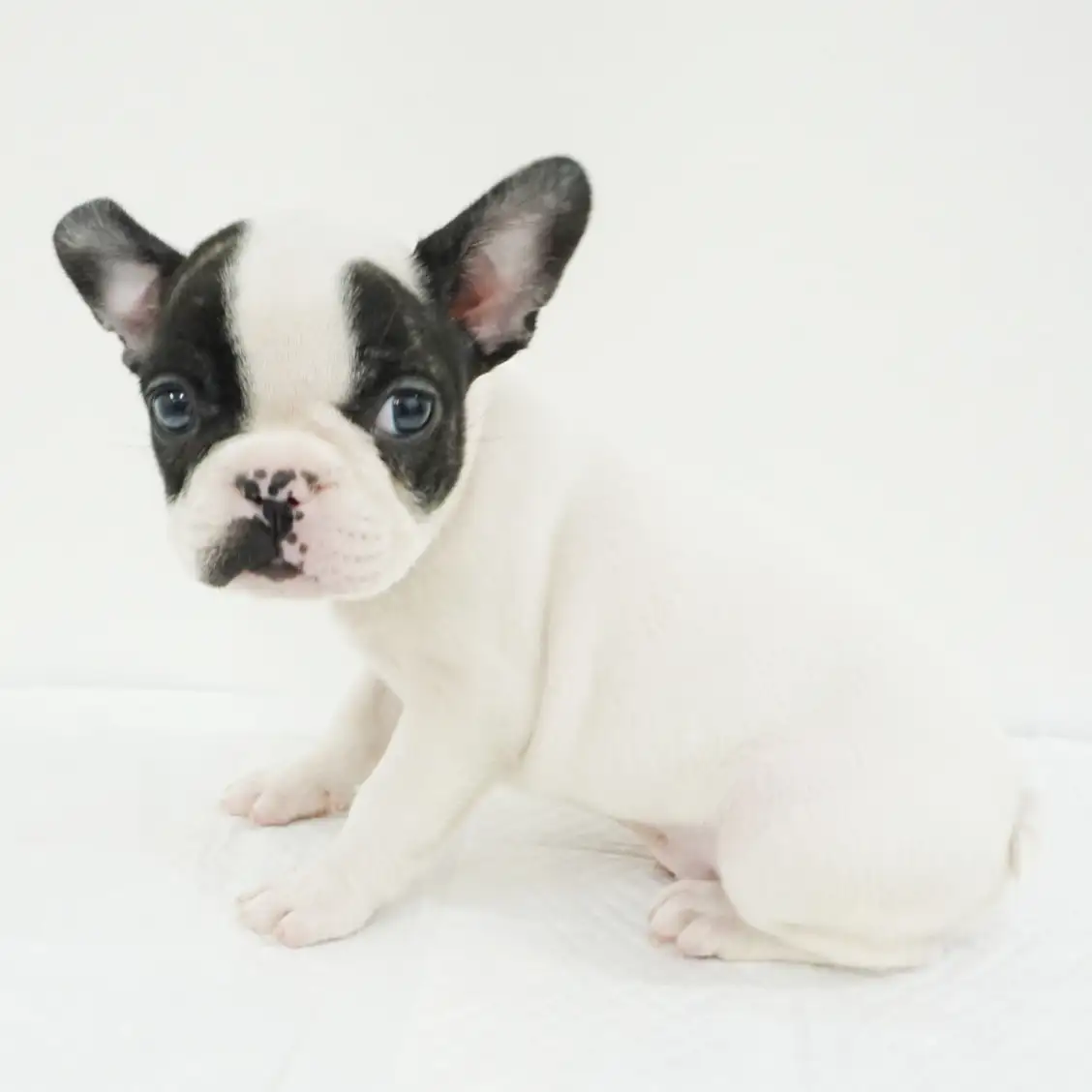 フレンチブルドッグ