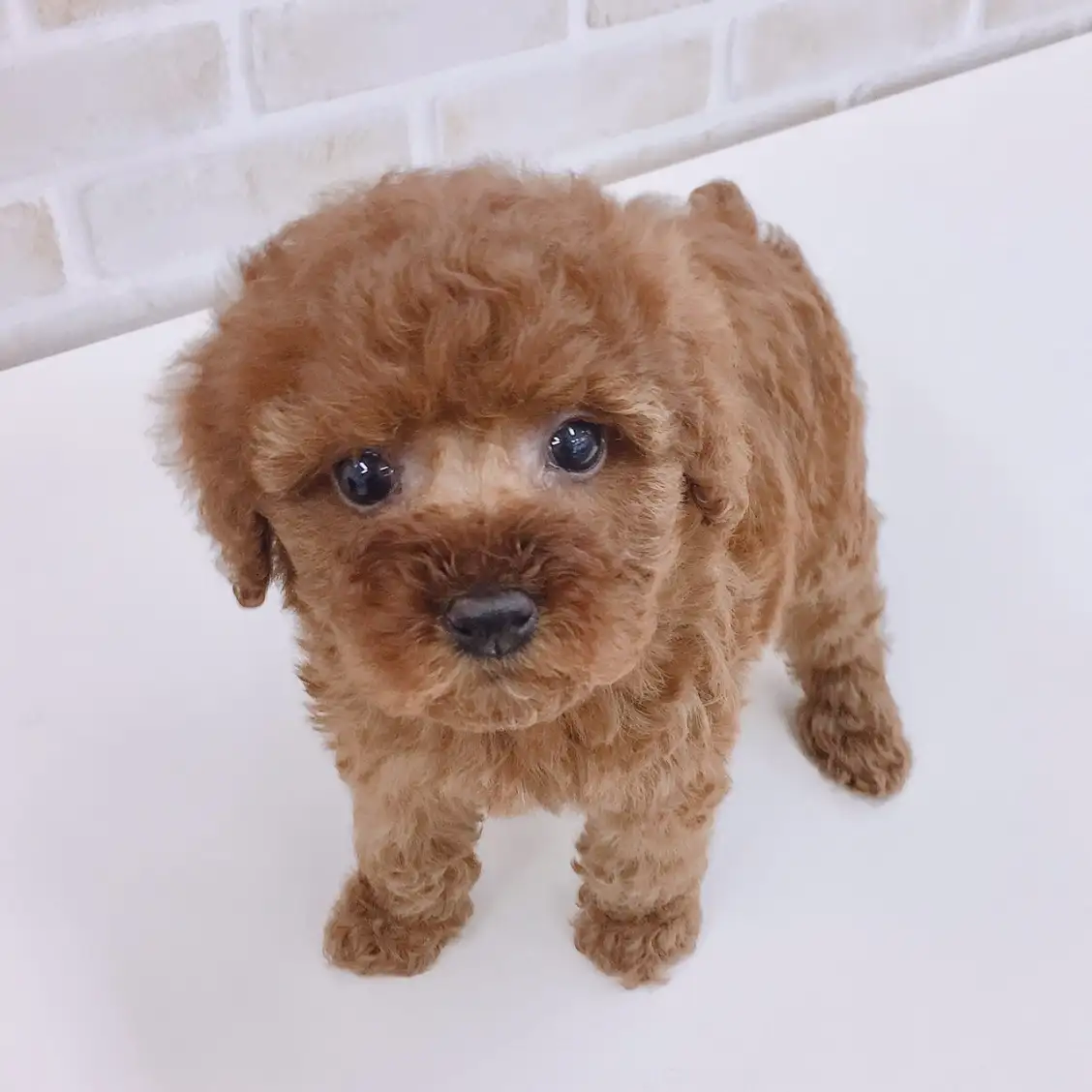 トイ・プードル