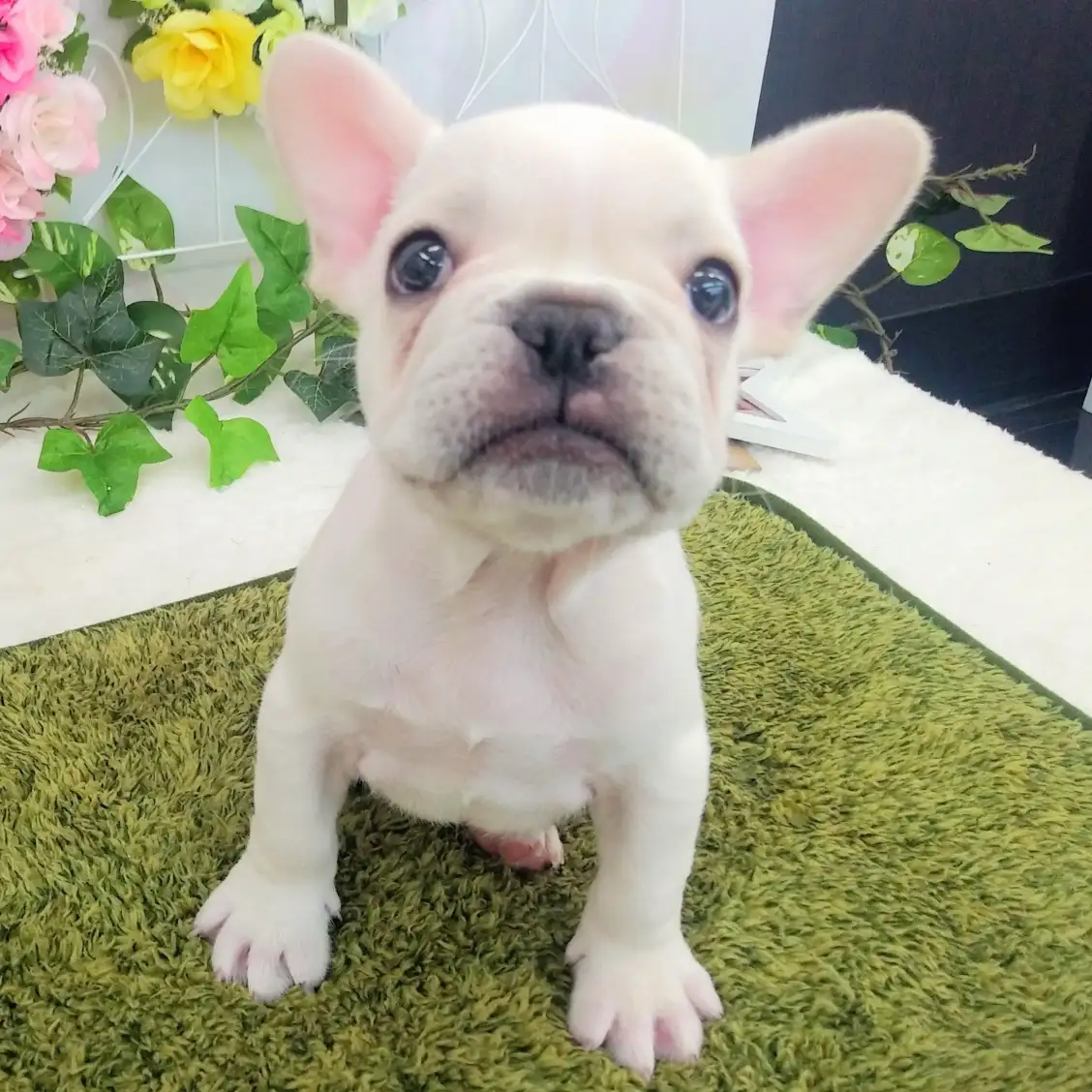フレンチブルドッグ