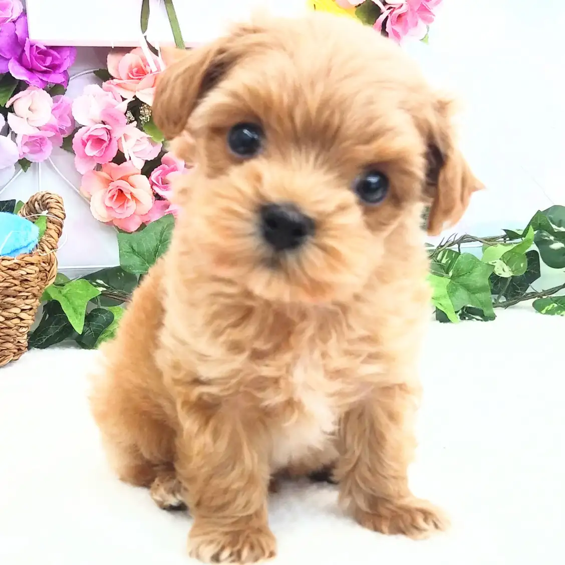 MIX(マルチーズ×トイプードル)