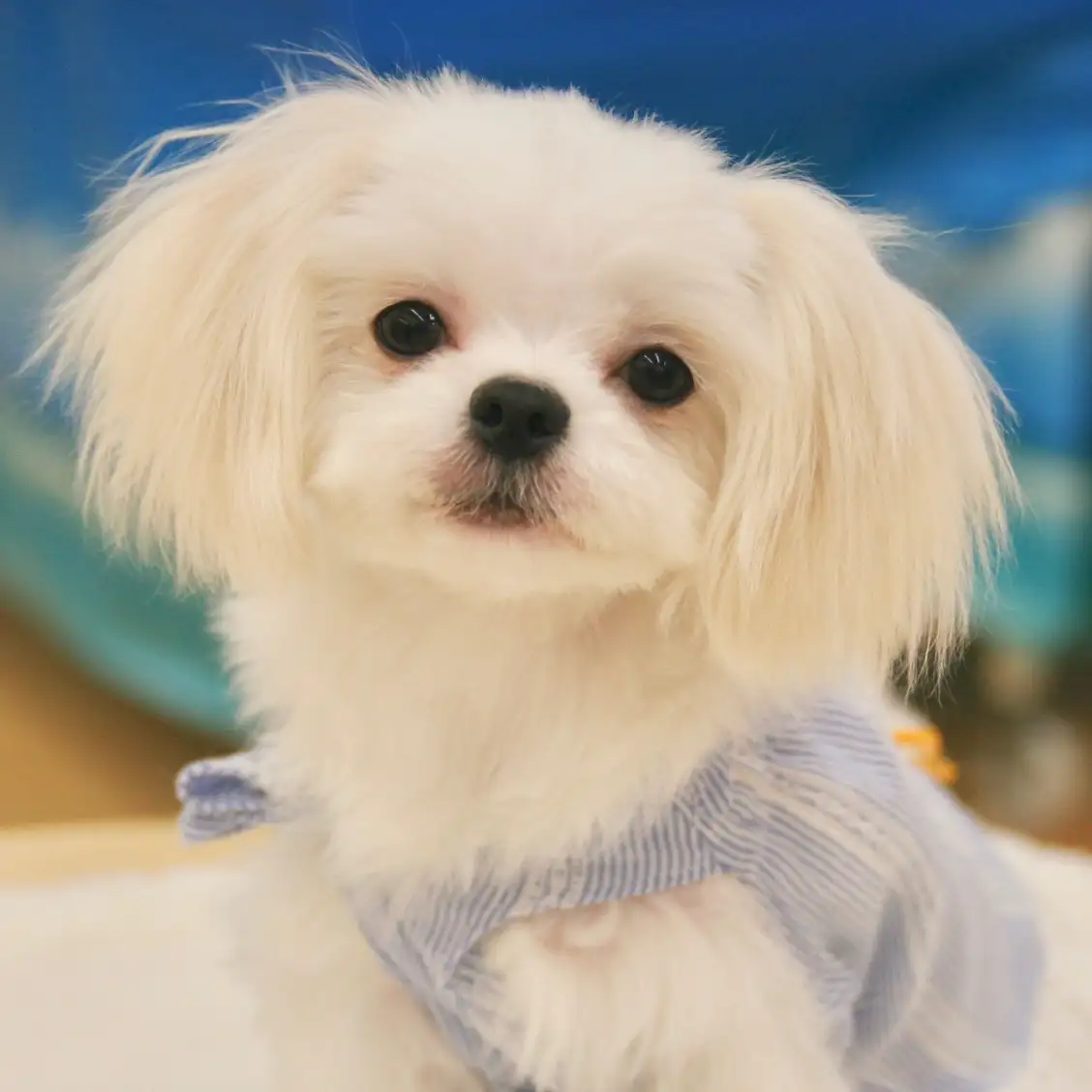 MIX(マルチーズ×ペキニーズ)