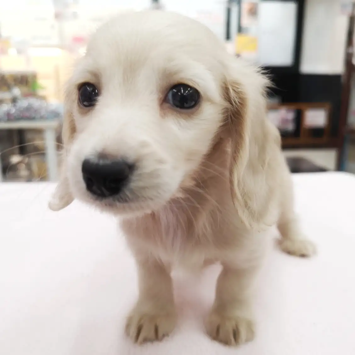 ミニチュア・ダックスフント