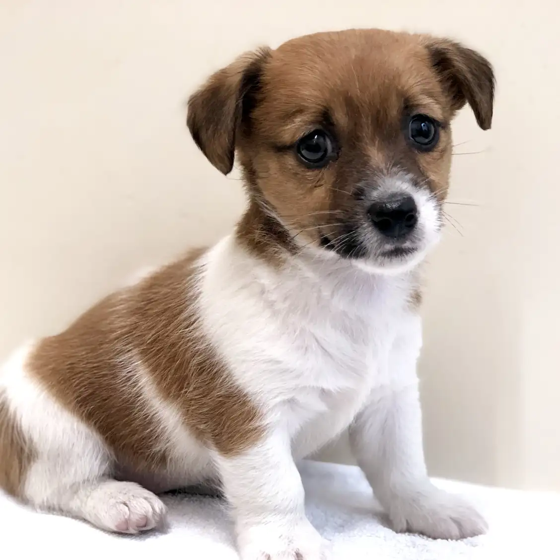 ジャックラッセルテリア