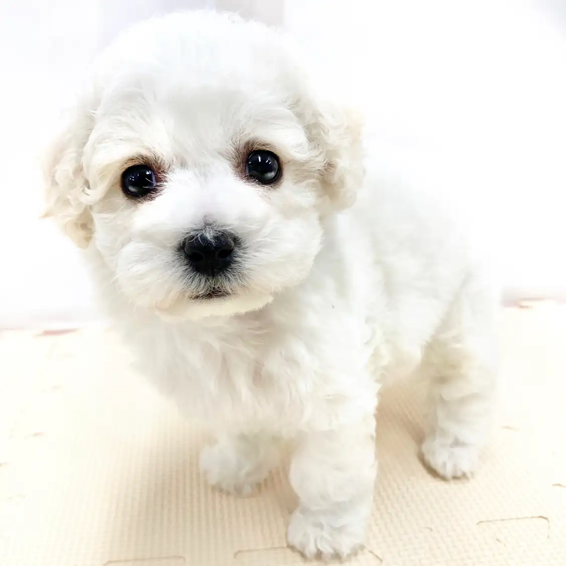 ビションフリーゼ