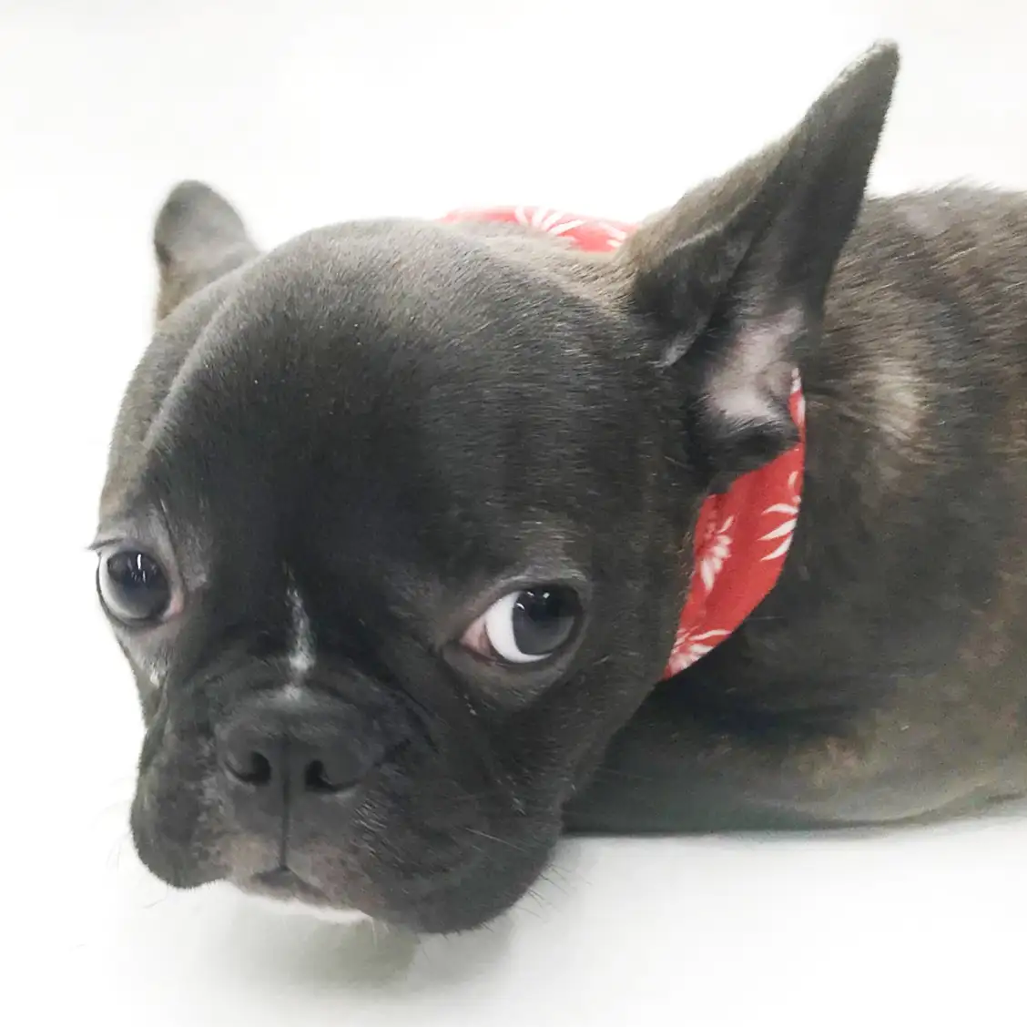 フレンチブルドッグ