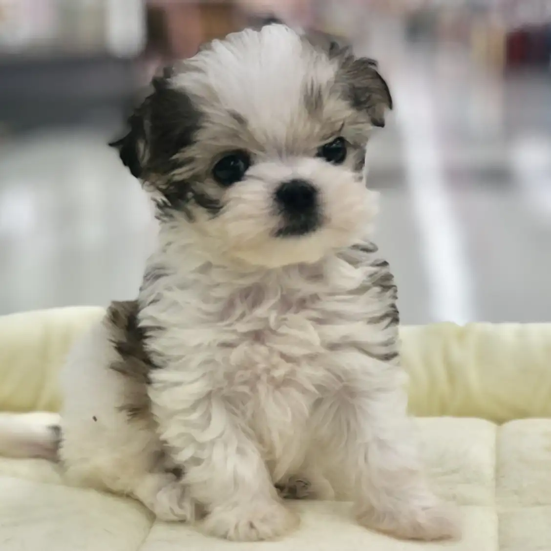 MIX（チワワ×マルチーズ）