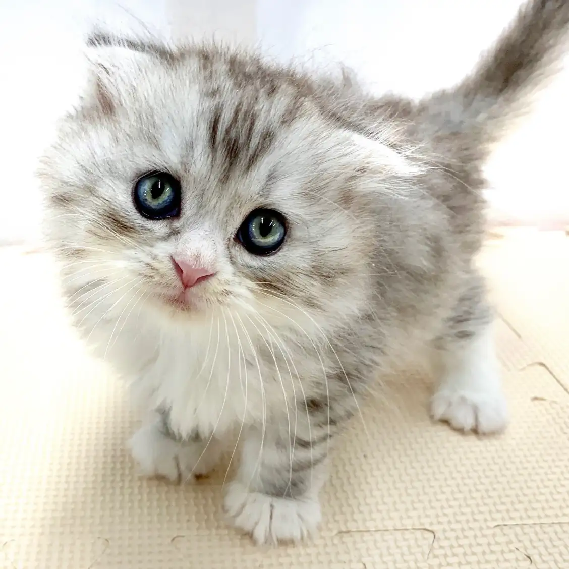 スコティッシュフォールド