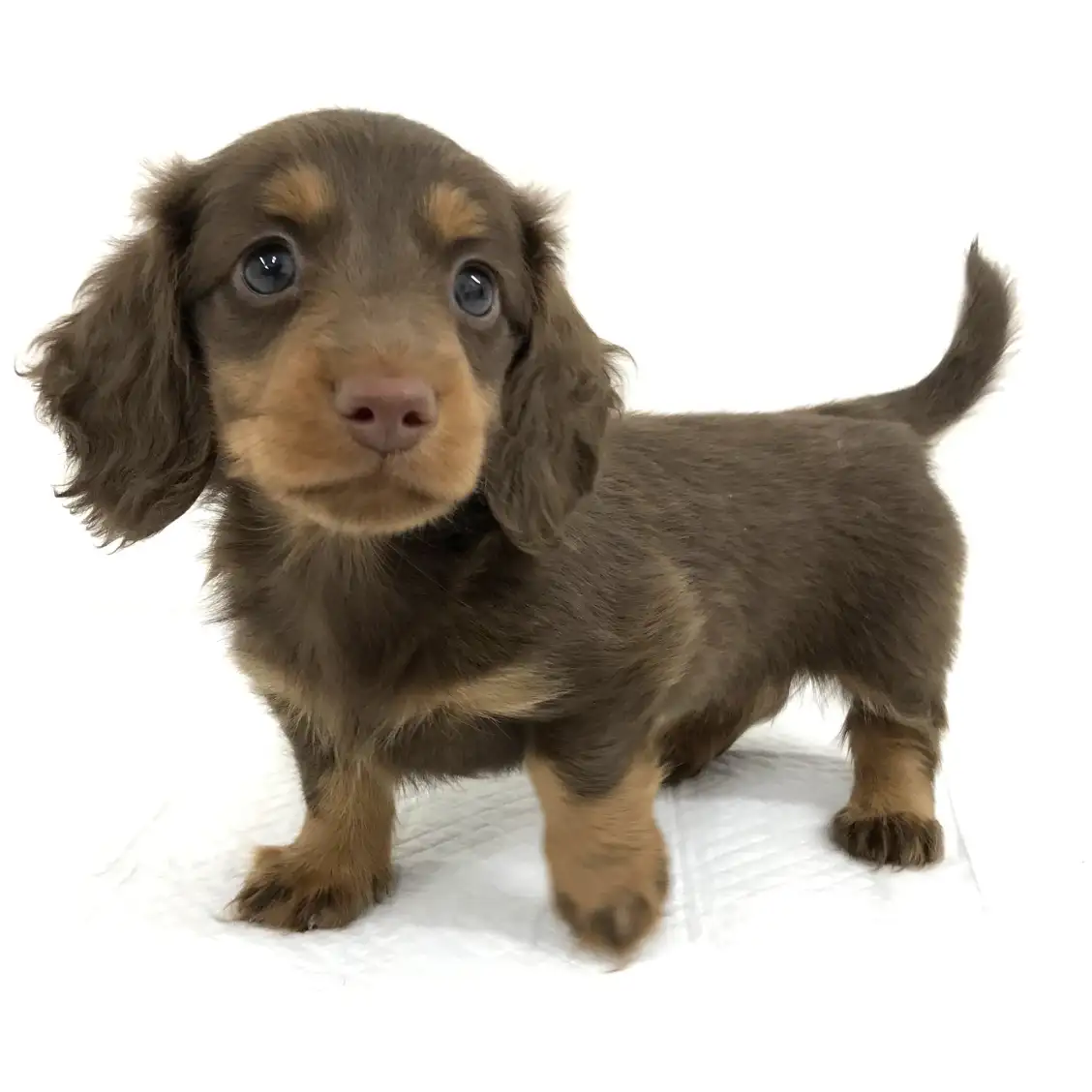 ミニチュア・ダックスフント