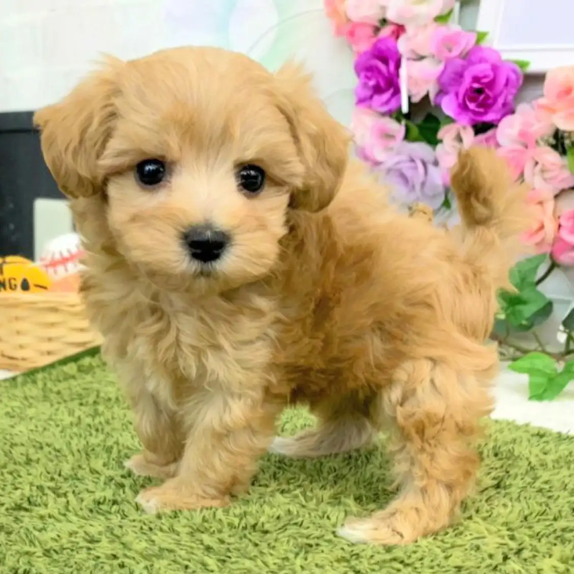 MIX(マルチーズ×トイプードル)