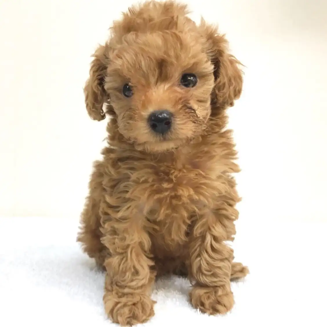 トイ・プードル