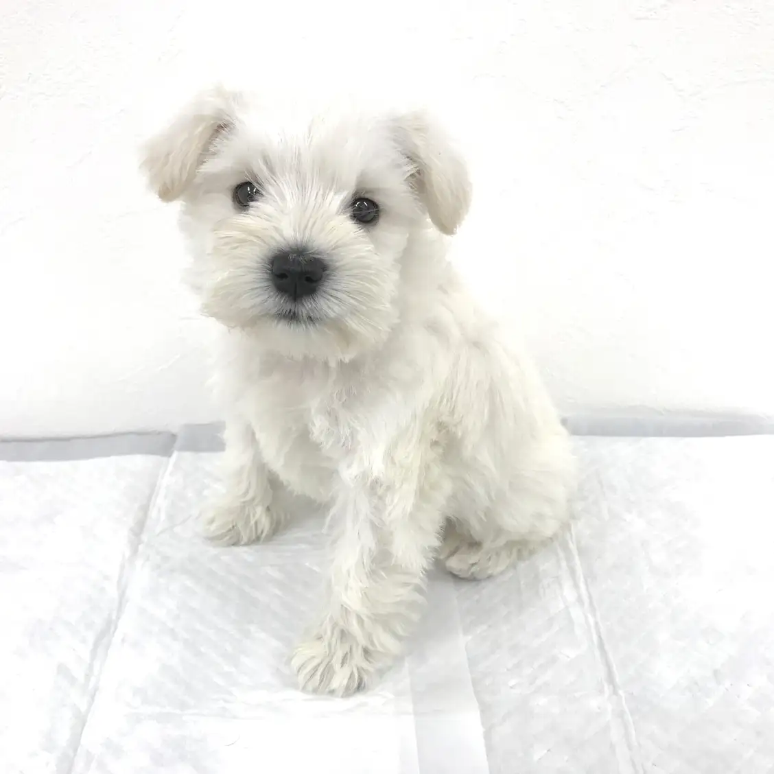 ミニチュア・シュナウザー