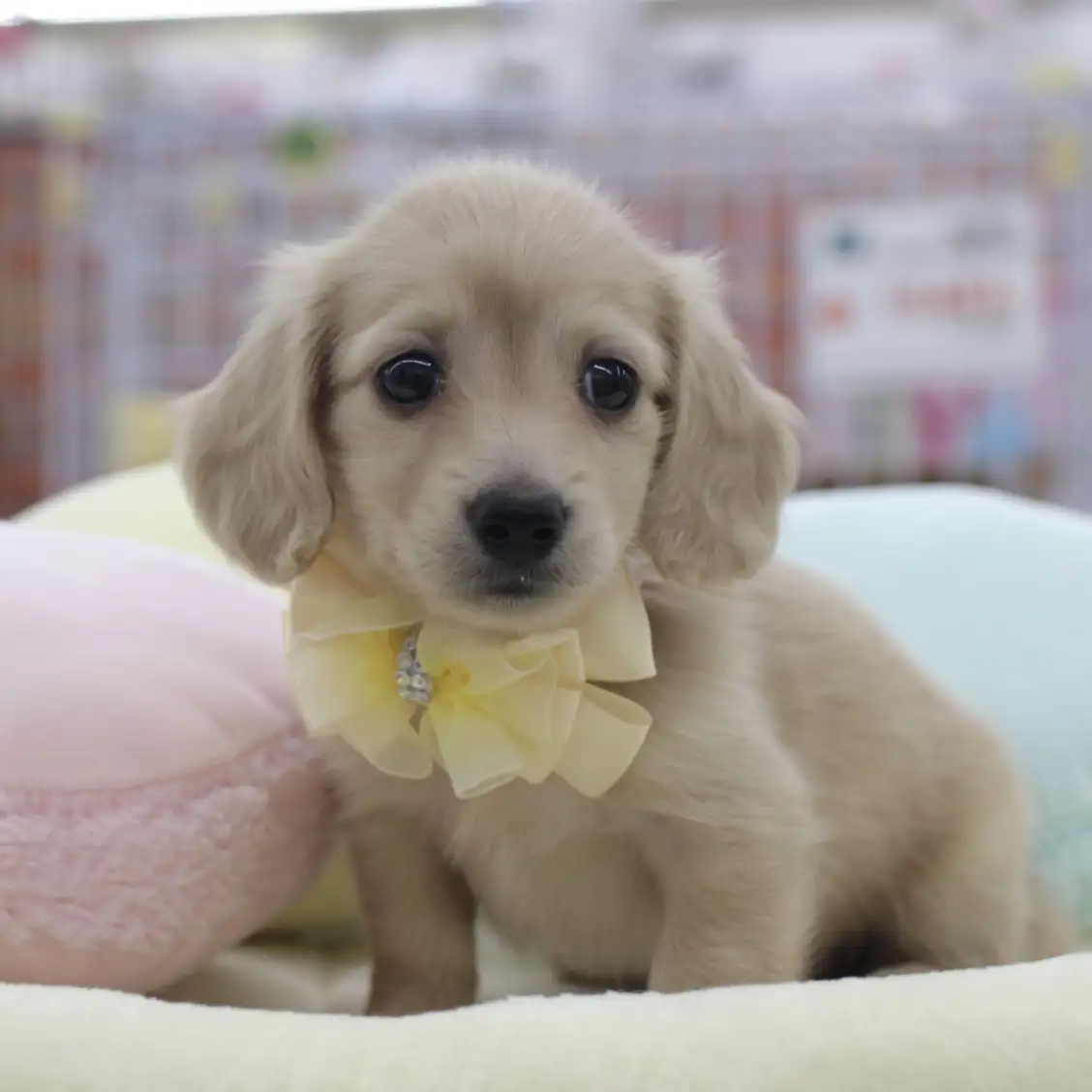 カニンヘン・ダックスフント