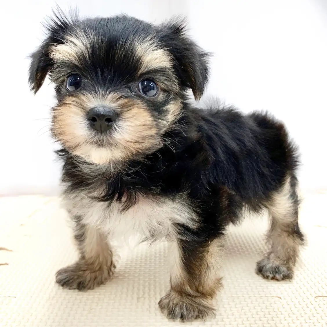 MIX（マルチーズ×ヨークシャーテリア）