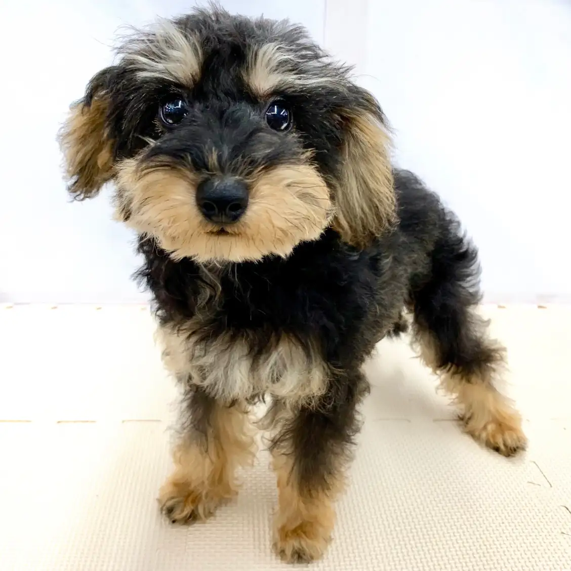 MIX（トイプードル×ミニチュアシュナウザー）