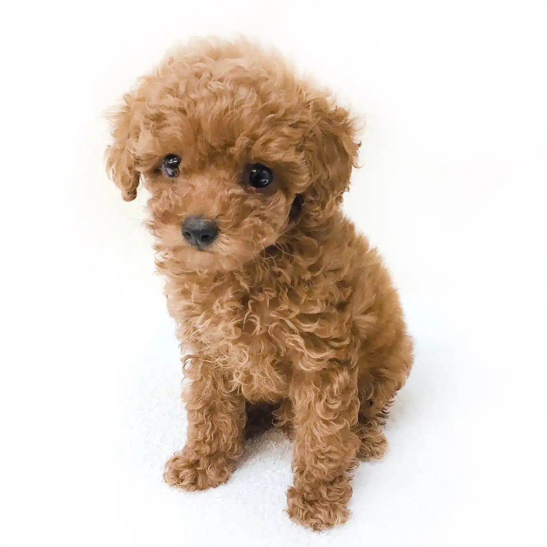 トイ・プードル