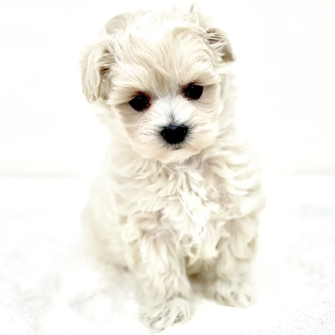 MIX(トイプードル×マルチーズ)