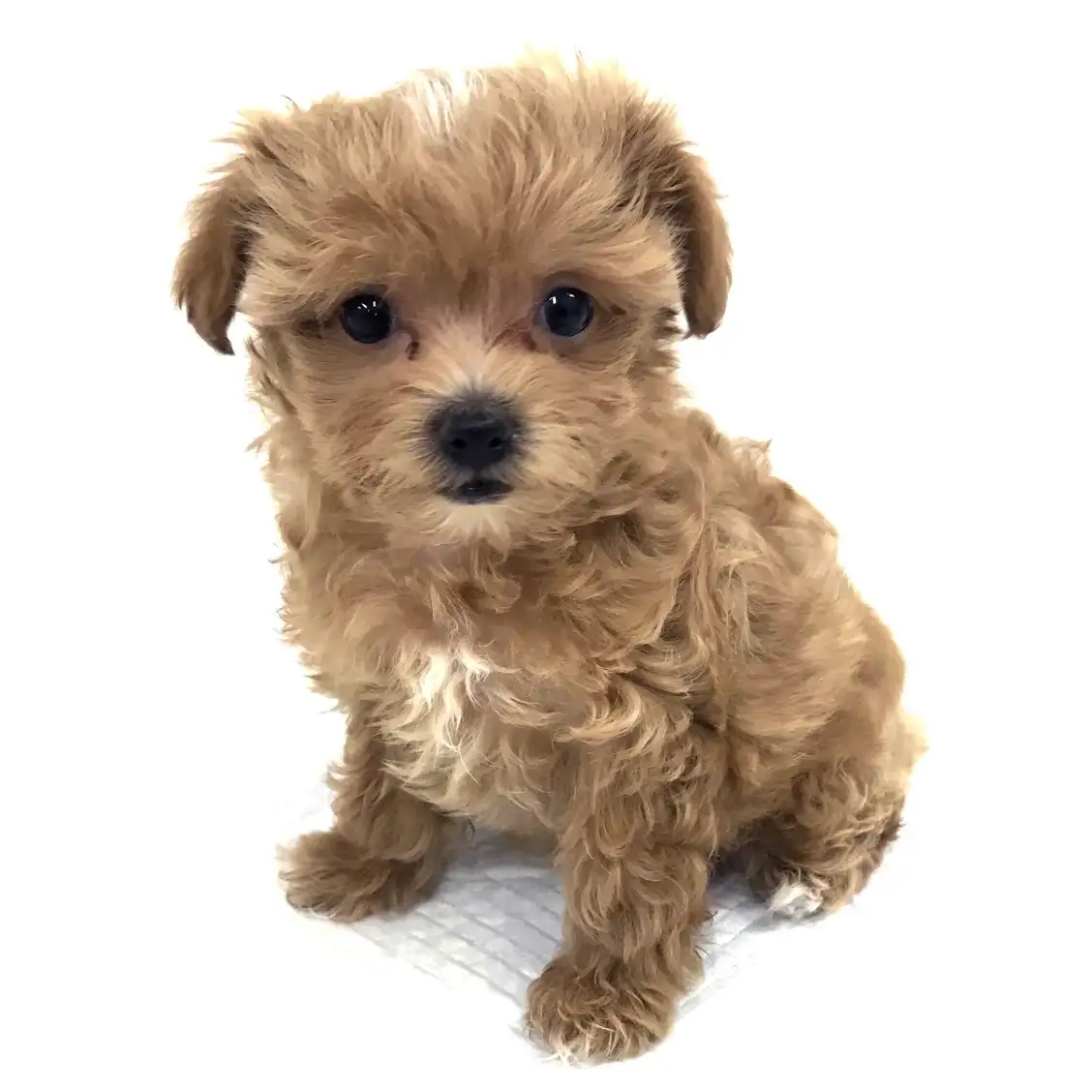 MIX(マルチーズ×トイプードル)