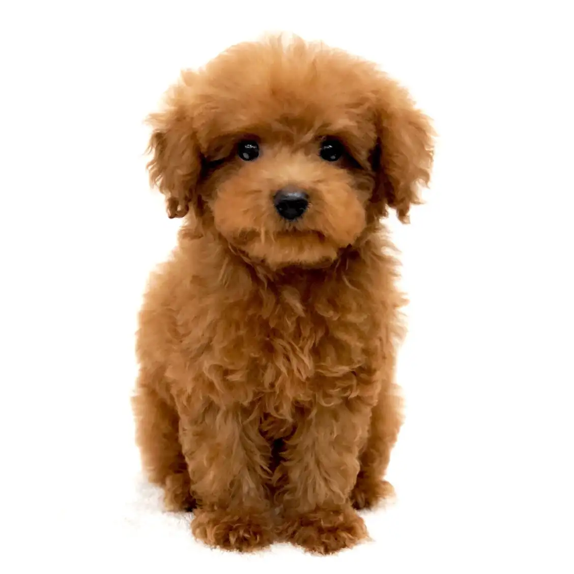 トイ・プードル