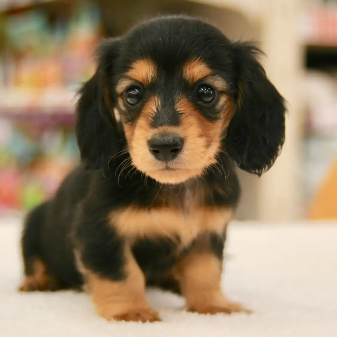 カニンヘン・ダックスフント