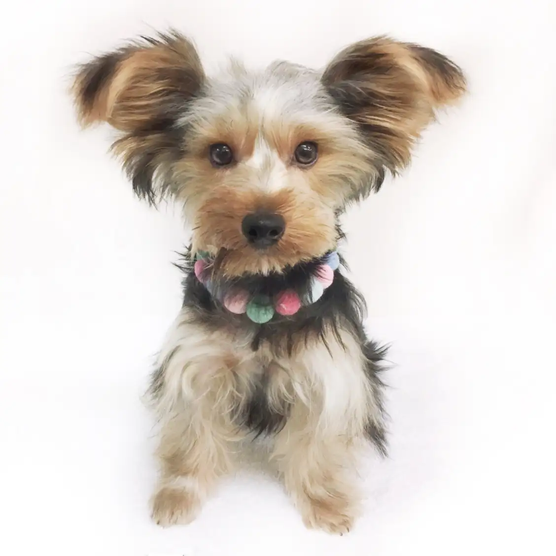 ヨークシャーテリア