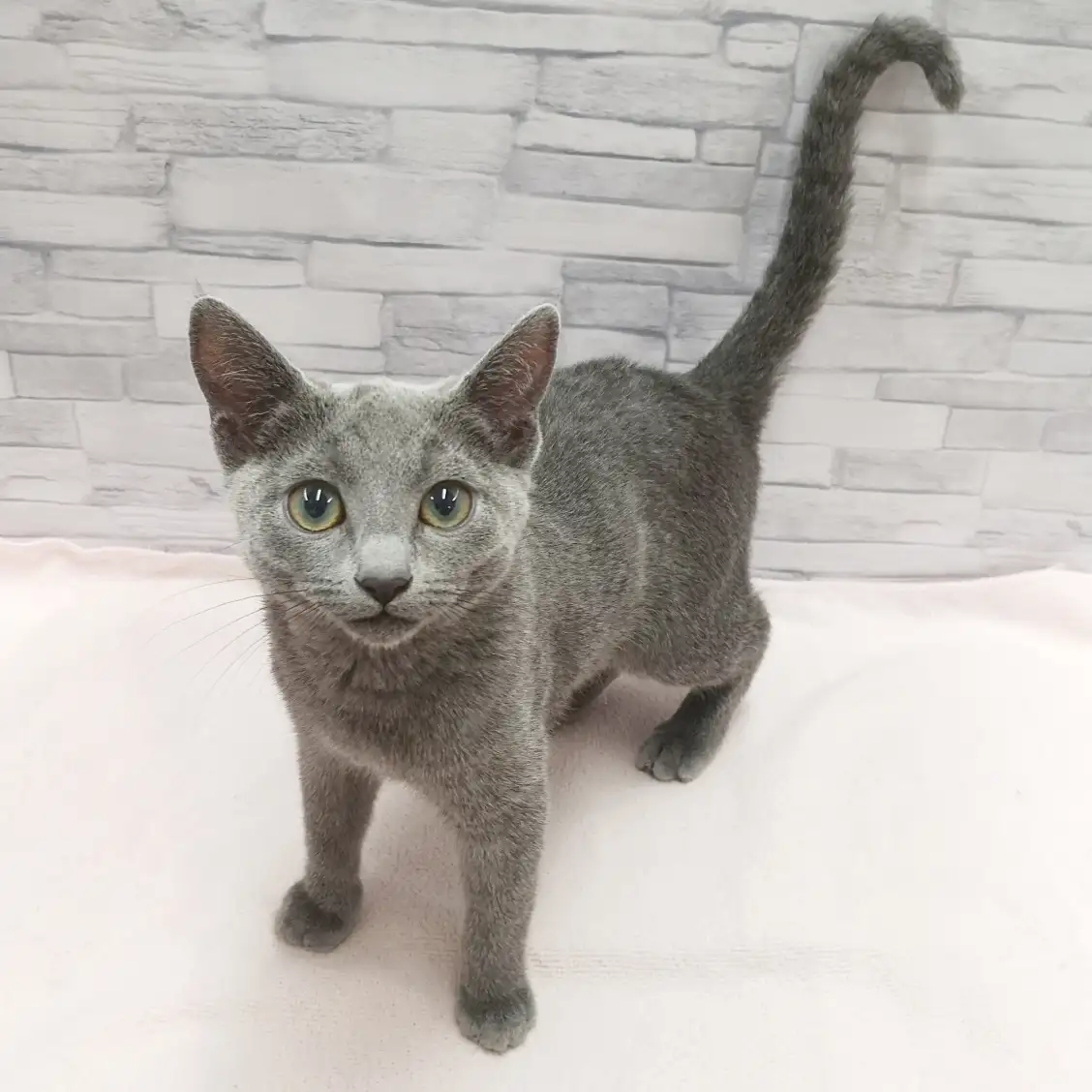 ロシアンブルー