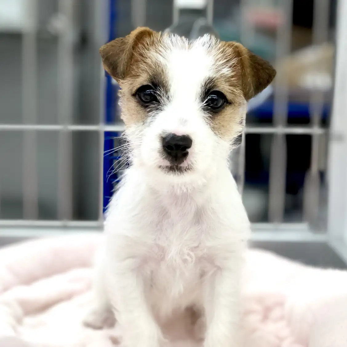 ジャックラッセルテリア