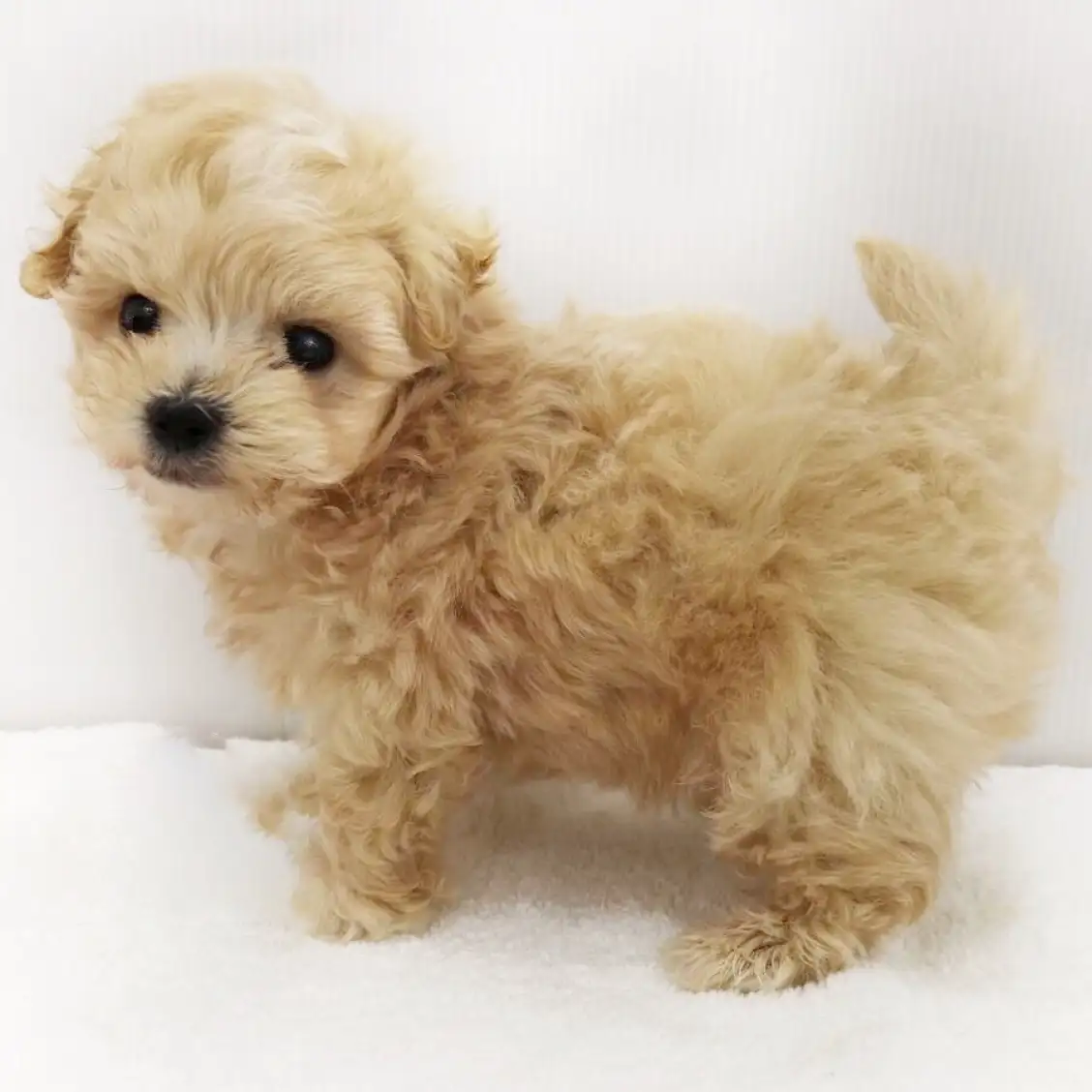 MIX（トイプードル×マルチーズ）