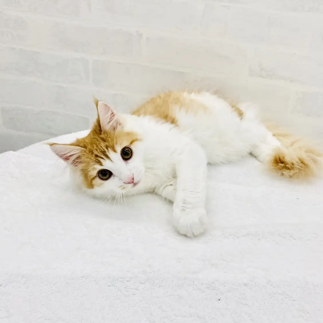 ノルウェージャンフォレストキャット