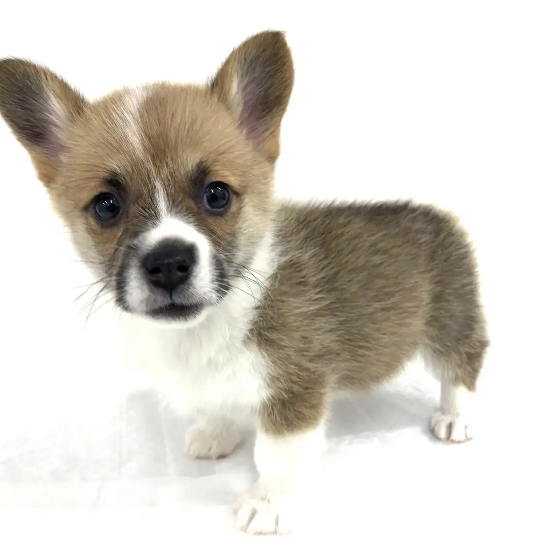 ウェルシュコーギーペンブローク