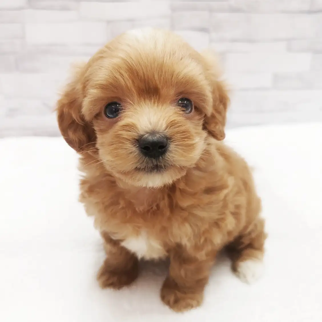 MIX(マルチーズ×トイプードル)