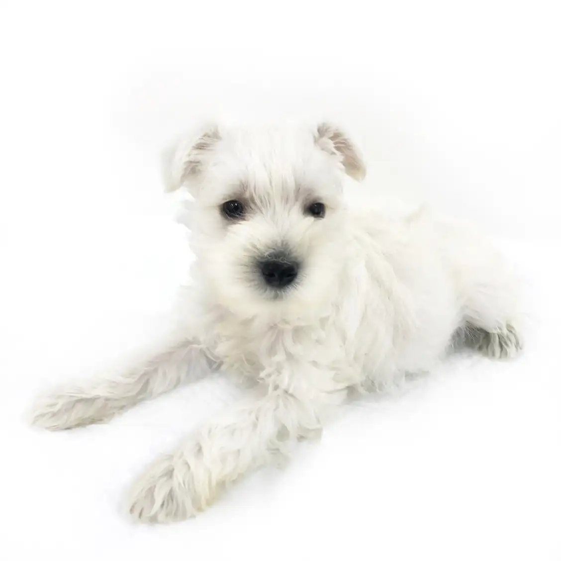 ミニチュア・シュナウザー