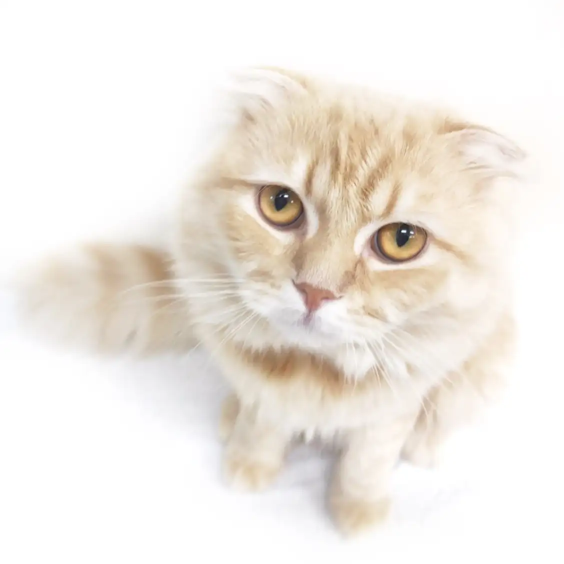 スコティッシュフォールド