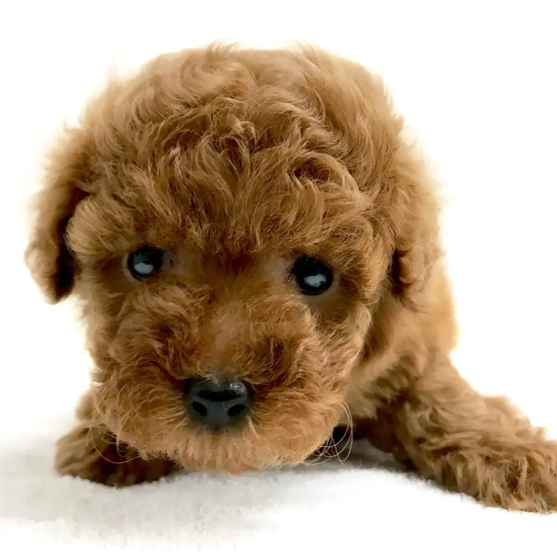 トイ・プードル