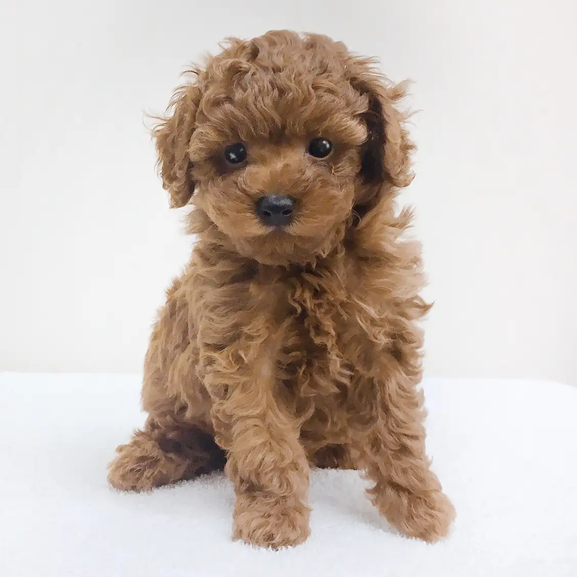 トイ・プードル