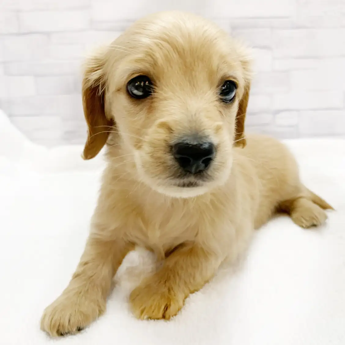 ミニチュア・ダックスフント