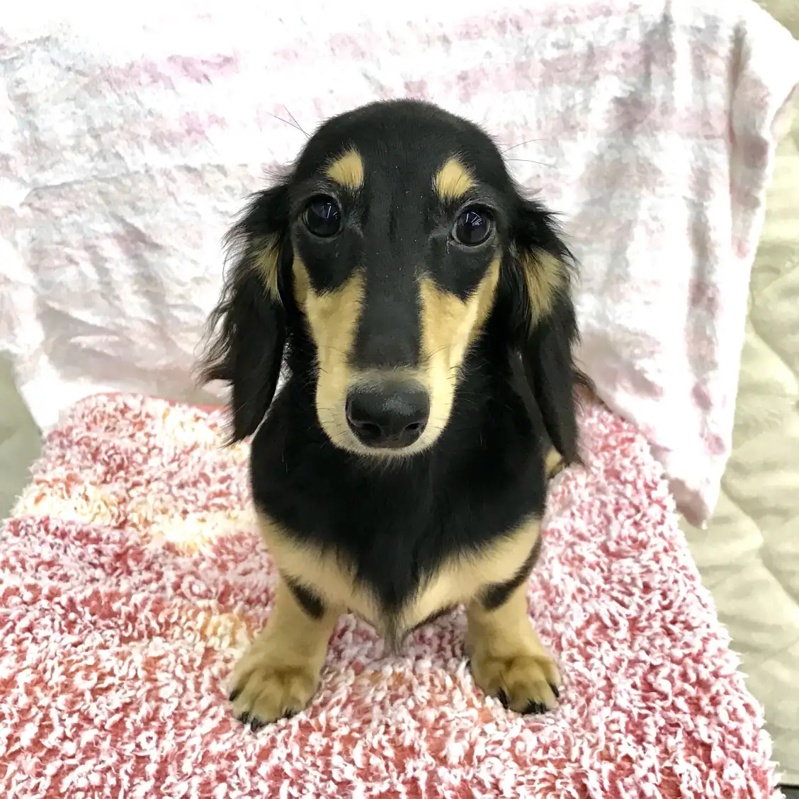 カニンヘン・ダックスフント