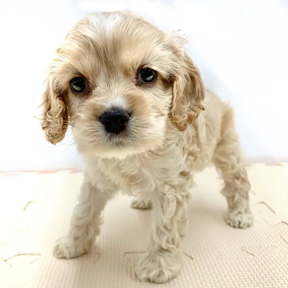 アメリカンコッカースパニエル