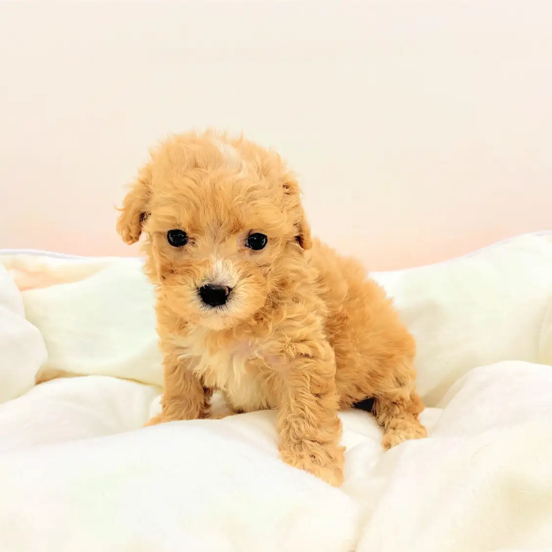 MIX(マルチーズ×トイプードル)