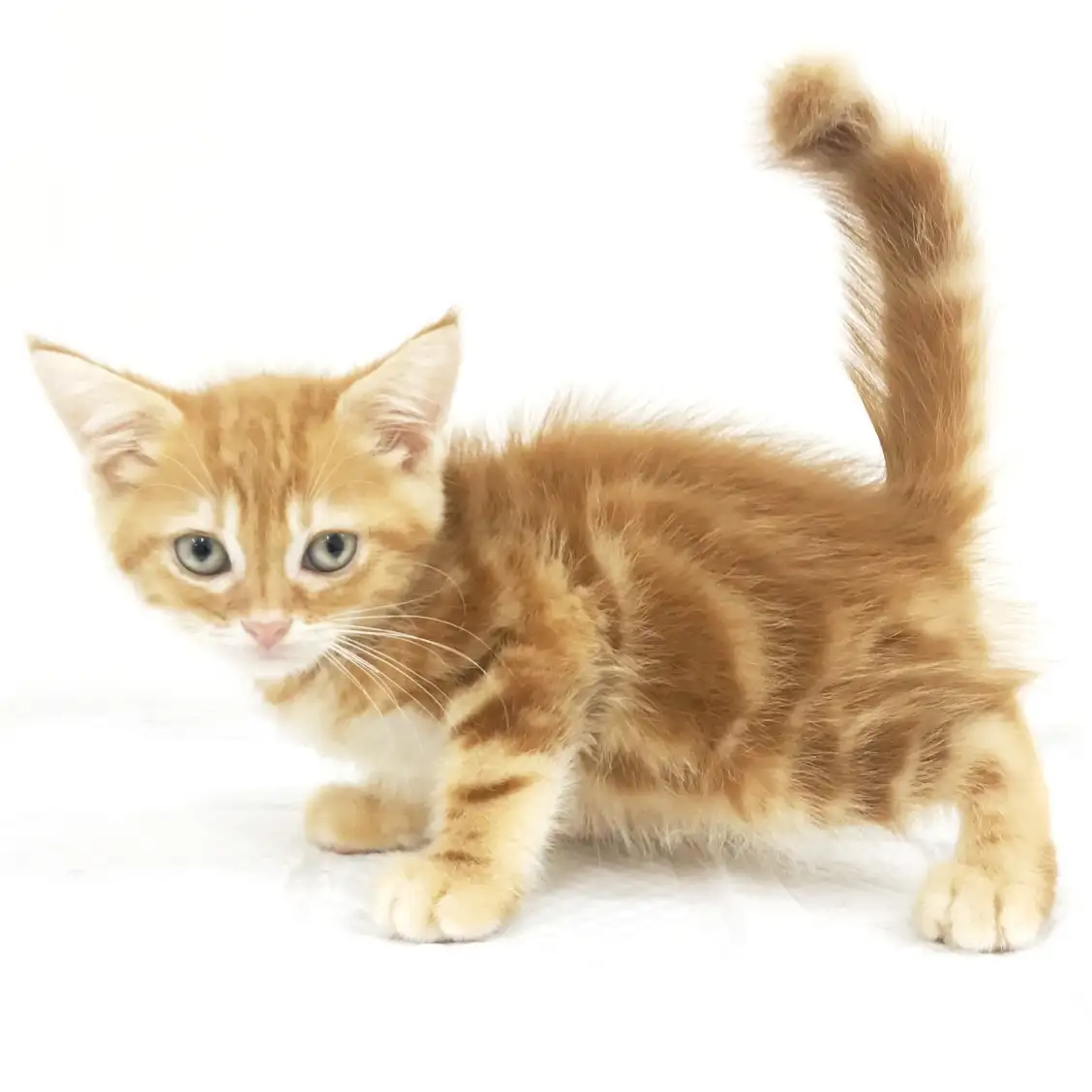 アメリカンショートヘア