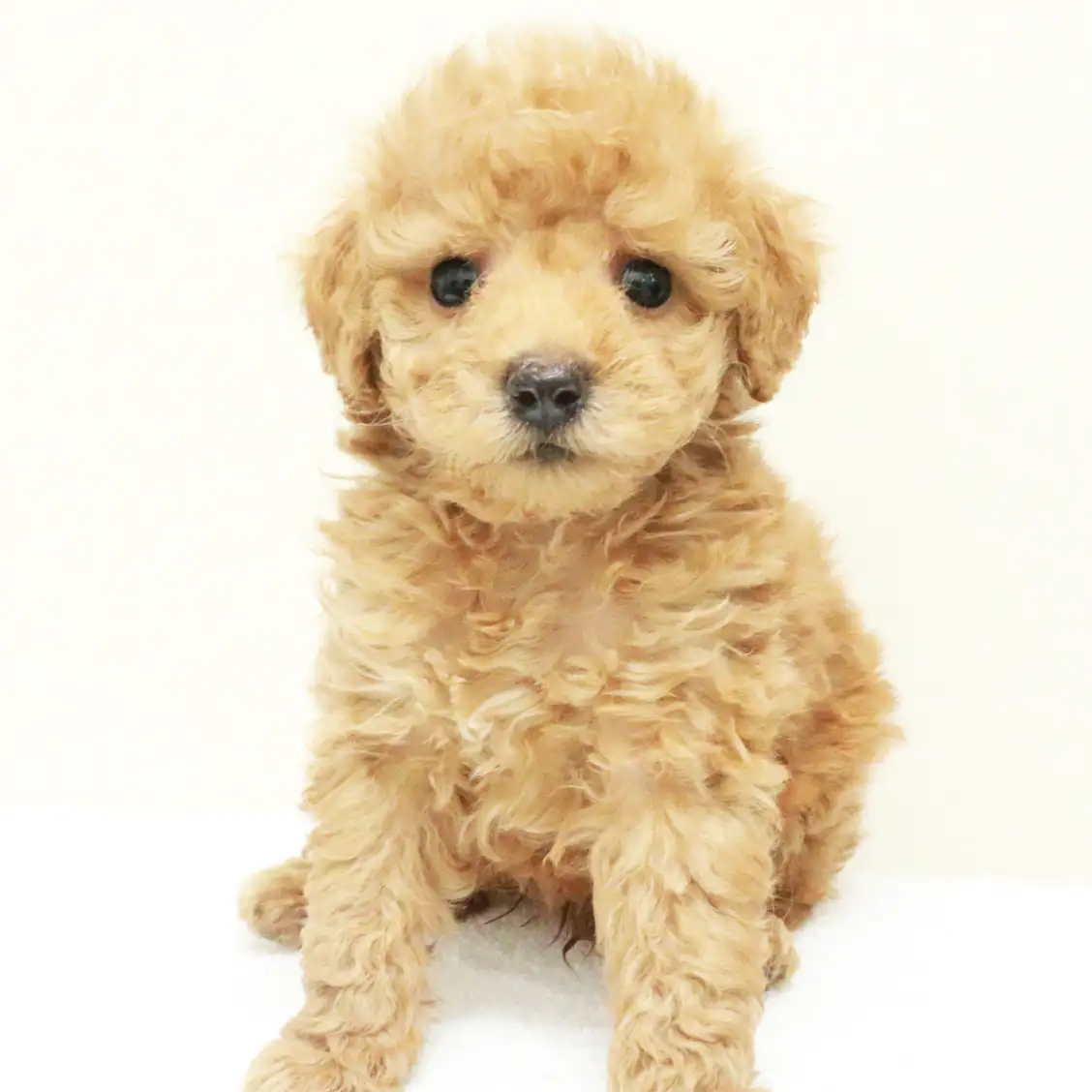 トイ・プードル